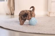 ECO Ball til Valp - Blå (51-619446-1500069114)