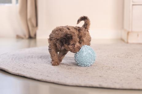 ECO Ball til Valp - Blå (51-619446-1500069114)