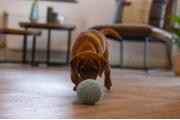 ECO Ball til Valp - Blå (51-619446)