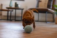 ECO Ball til Valp - Blå (51-619446-1500069114)