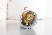 Designed by Lotte Tunnel til Katt i Ribbestoff,  Grå - 75cm (51-704781)