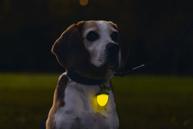 Eikenøtt LED Lys til Hund - Grønn (51-749878-G)