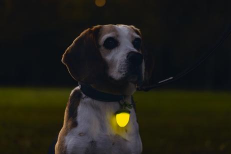 Eikenøtt LED Lys til Hund - Grønn (51-749878-G)