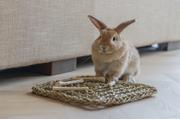 Nature Playmat til Smådyr - 30,5cm (51-811182)