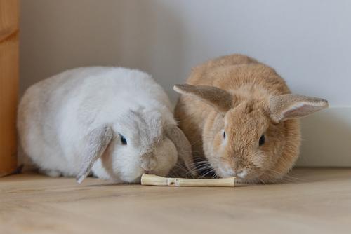 Nature Playmat til Smådyr - 30,5cm (51-811182)