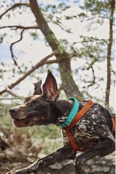 Hurtta Casual Halsbånd, ECO - Turkis (16-H934486-1500066928)