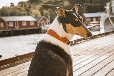 Hurtta Casual Halsbånd, ECO - Brun (16-H934428-1500066931)