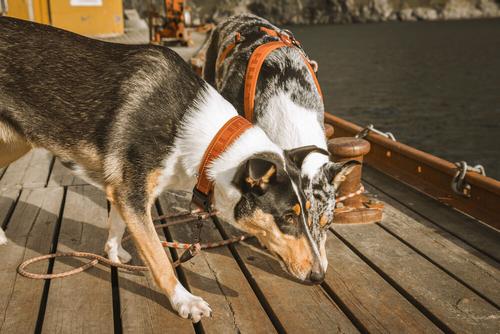 Hurtta Casual Halsbånd, ECO - Brun (16-H934429)