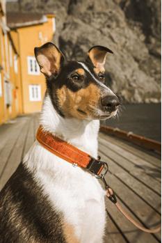 Hurtta Casual Halsbånd, ECO - Brun (16-H934429)