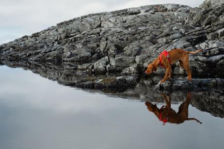 Hurtta Weekend Warrior Eco Sele - Rød (16-H933434-1500028562)