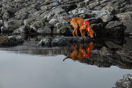 Hurtta Weekend Warrior Eco Sele - Rød (16-H933434-1500028562)