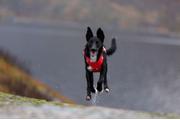Hurtta Weekend Warrior Eco Sele - Rød (16-H933434-1500028562)