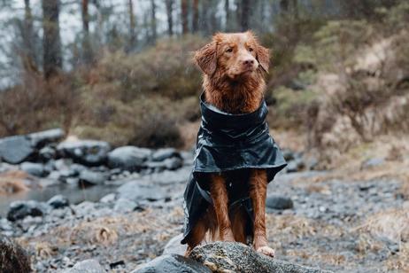 Hurtta Monsoon Regndekken - Svart (16-H933648-1500098958)