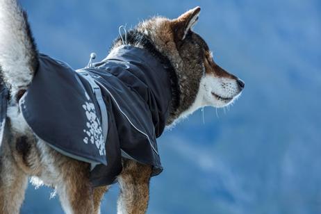 Hurtta Monsoon Regndekken - Svart (16-H933648-1500098958)