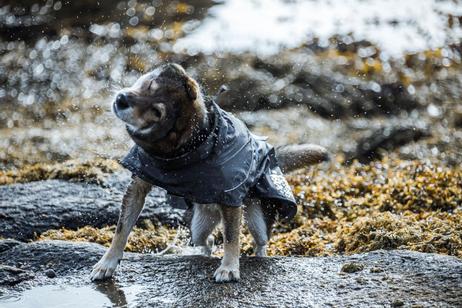 Hurtta Monsoon Regndekken - Svart (16-H933648-1500098958)