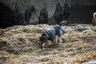 Hurtta Monsoon Regndekken - Svart (16-H933648-1500098958)