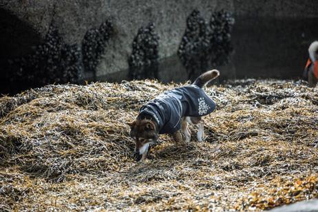 Hurtta Monsoon Regndekken - Svart (16-H933648-1500098958)