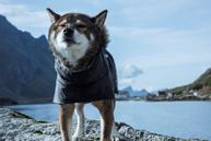 Hurtta Monsoon Regndekken - Svart (16-H933648-1500098958)