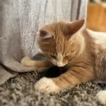 Akudim Plysj Lekemus til Katt - 1stk (59-D1717059)