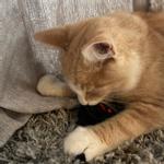 Akudim Plysj Lekemus til Katt - 1stk (59-D1717059)