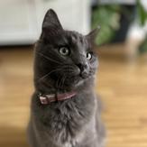 Designed by Lotte Velura Kattehalsbånd,  Rosa - 20-30cm (51-730448)