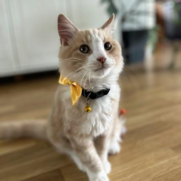 Catit Halsbånd med Sløyfe - Gull (18-760.1500)