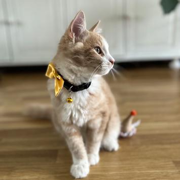 Catit Halsbånd med Sløyfe - Gull (18-760.1500)