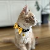 Catit Halsbånd med Sløyfe - Gull (18-760.1500)