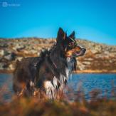 Non-stop Defense Line Harness Grip - Grønn (44-5179)