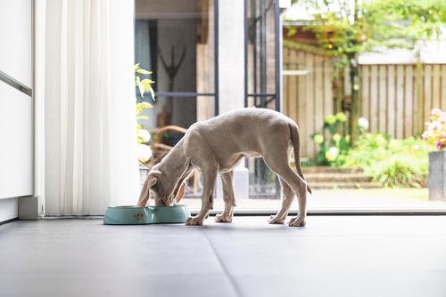 Droppy Dobbel Valpeskål - Grønn (51-650814-1500063943)