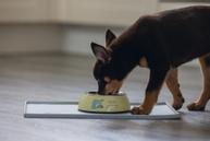 Kroky Valpeskål - Gul (51-650818)