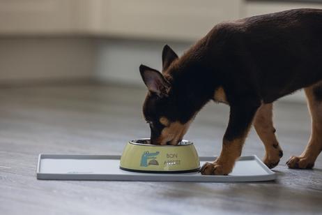 Kroky Valpeskål - Gul (51-650818)