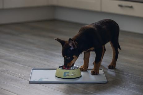 Kroky Valpeskål - Gul (51-650818)