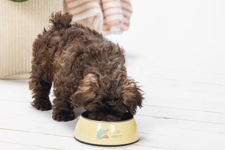 Kroky Valpeskål - Gul (51-650818)