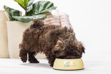 Kroky Valpeskål - Gul (51-650818)