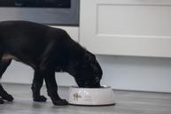 Binky Valpeskål - Rosa (51-650827)