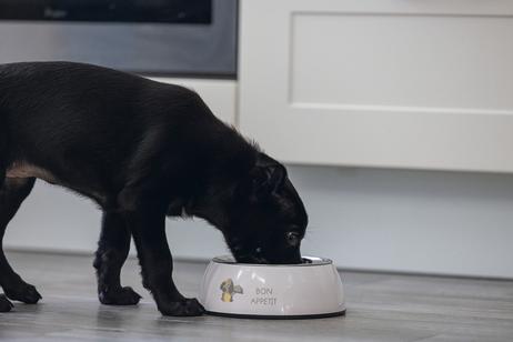 Binky Valpeskål - Rosa (51-650827)