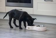 Binky Dobbel Valpeskål - Rosa (51-650829)