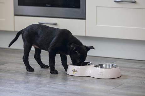 Binky Dobbel Valpeskål - Rosa (51-650829)