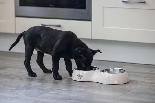 Binky Dobbel Valpeskål - Rosa (51-650829-1500063947)