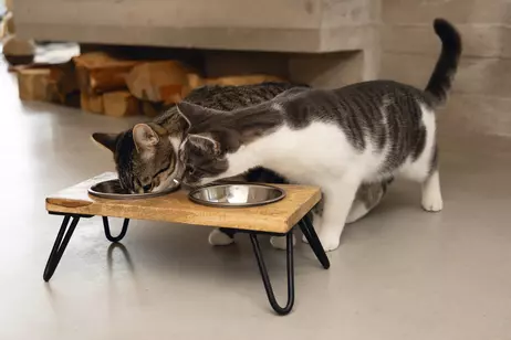 Designed by Lotte Linga Matskålstativ til Katt (51-653906)