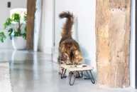 Designed by Lotte Linga Matskålstativ til Katt (51-653906)