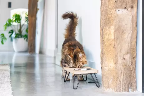 Designed by Lotte Linga Matskålstativ til Katt (51-653906)