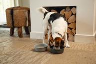 Designed by Lotte Feribo Hundeskål - Lys Grå (51-653923)