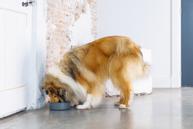 Designed by Lotte Feribo Hundeskål - Mørk Grå (51-653928)