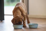 Yummi Valpeskål - Grønn (51-653980-1500069684)