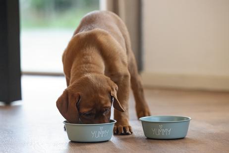 Yummi Valpeskål - Grønn (51-653980-1500069684)