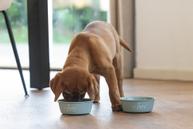 Yummi Valpeskål - Grønn (51-653980-1500069684)