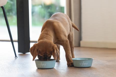 Yummi Valpeskål - Grønn (51-653980-1500069684)