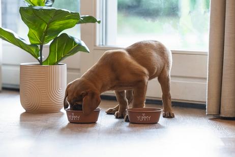 Yummi Valpeskål - Terra (51-653984-15000662945)